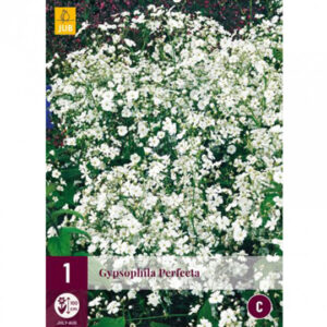 Kipslill ‘Perfecta’ 1tk