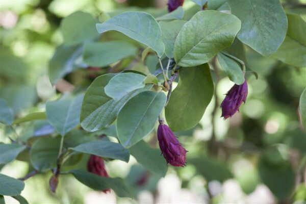 Sieboldi magnoolia P23 30-40cm