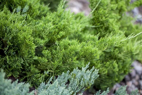 Hiina kadakas 'Kaizuka' P32 150cm