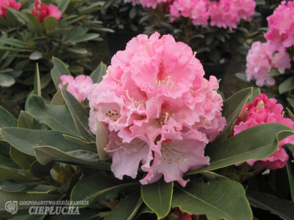 Jaku rododendron 'Excelsior' P15 erinevad