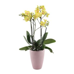 Kuuking ‘Hera’ P12 2 õievart