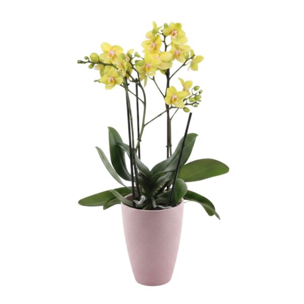 Kuuking 'Hera' P12 2 õievart