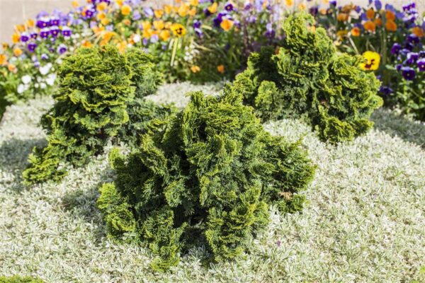 Tömbiokkaline ebaküpress 'Nana Gracilis' P15