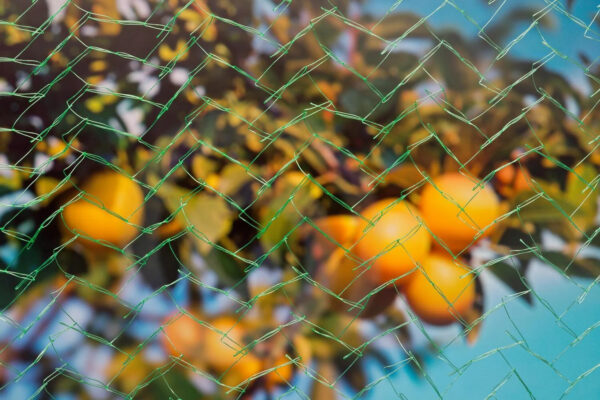 Linnuvõrk Nature Mono roheline 5x4m