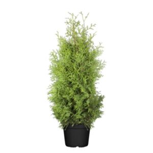 Harilik elupuu ‘King of Brabant’ P26 120cm