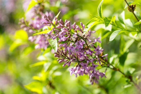 Ruaani sirel 'Saugeana' P17 25-30cm