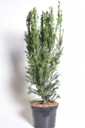 Värd-jugapuu ‘Hillii’ P26 60-80cm