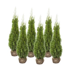 Harilik elupuu ‘Smaragd’ 140-160cm mullapalliga 25tk/kmpl