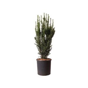 Värd-jugapuu ‘Hillii’ P15 30-40cm