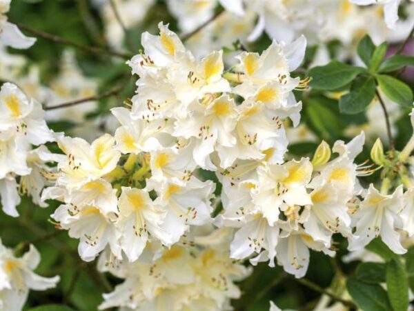 Asalea 'Daviesii' P23 40cm