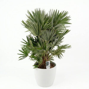 Kääbuspalm P30 100cm