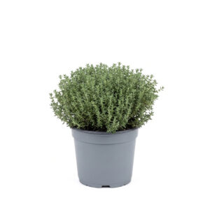 Aed-liivatee ‘Faustini’ P14