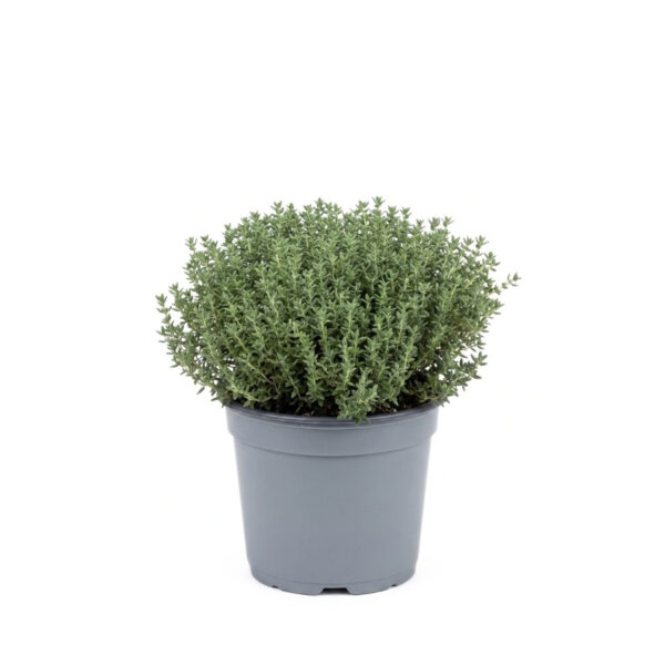 Aed-liivatee 'Faustini' P14