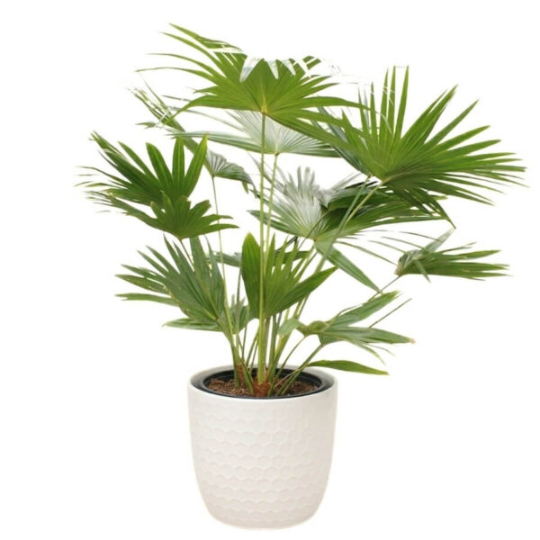 Ümaralehine saribuspalm P27 140-150cm