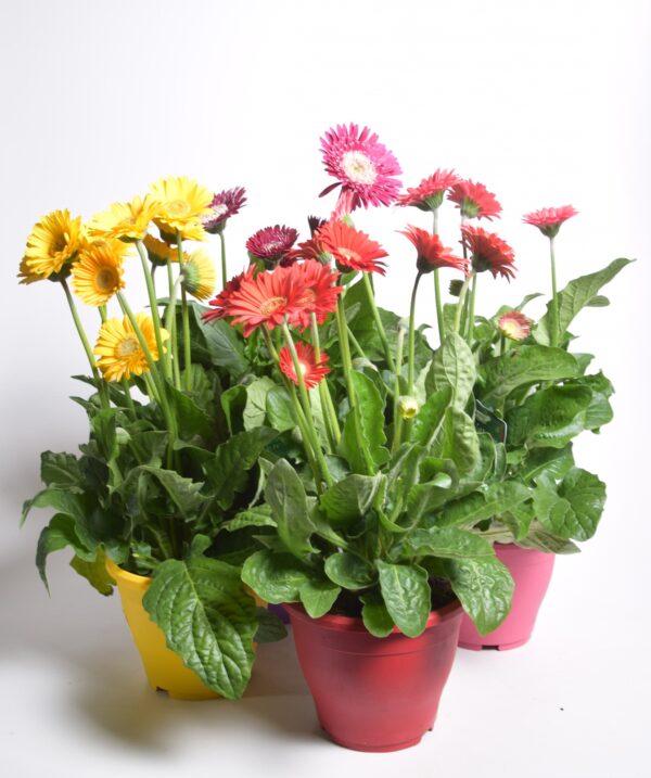 Gerbera 'Garvinea' P17 erinevad