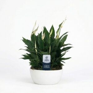 Tõlvlehik ‘Pearl Cupido’ P20 ümbrispotis