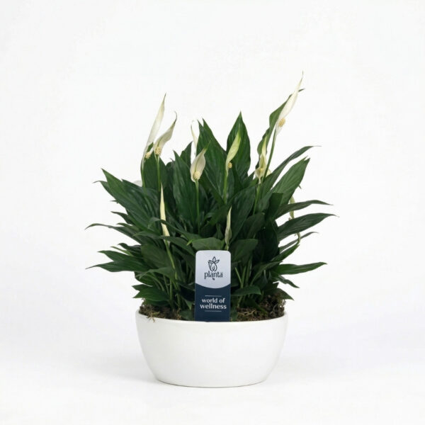 Tõlvlehik 'Pearl Cupido' P20 ümbrispotis