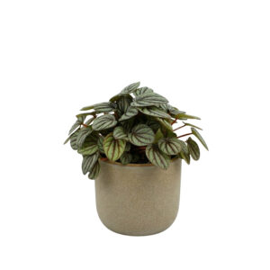 Peperoomia ‘Mistique’ P12