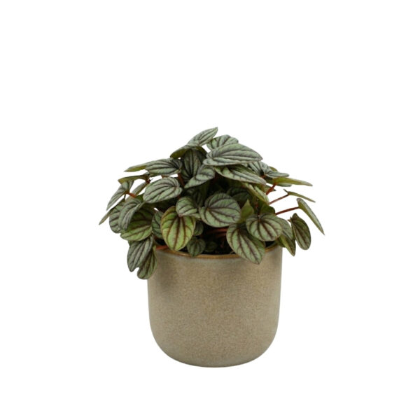 Peperoomia 'Mistique' P12