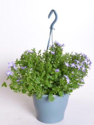 Kellukas P19 erinevad amplis