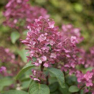 Aedhortensia ‘Wim’s Red’ P17 20cm