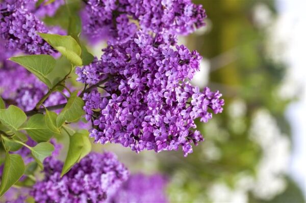 Harilik sirel 'Katherine Havemeyer ' P26 tüvi 70cm