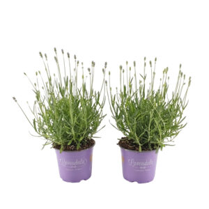 Tähklavendel ‘Essence Purple’ P12