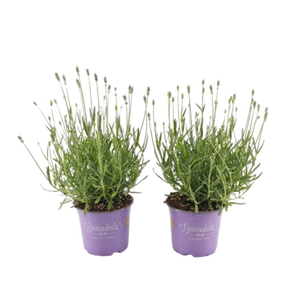Tähklavendel 'Essence Purple' P12