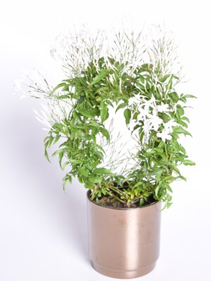 Roosa jasmiin P12 kaarel