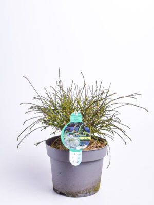 Hiigel-elupuu ‘Whipcord’ P23 30-40cm