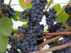 Viinapuu ‘Hasanski Sladki’ P15 40cm