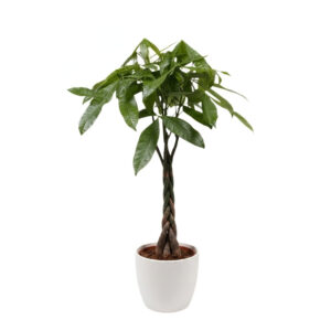 Vesipahhiira P27 100cm põimitud tüved