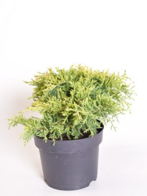 Pfitzeri kadakas ‘Starlight’ P23