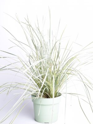 Pikk raudleht ‘White Sands’ P19