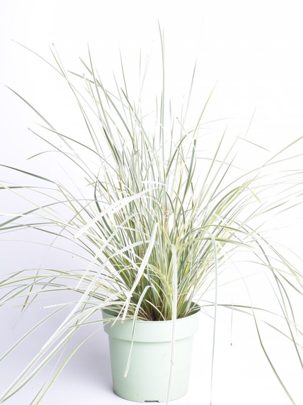 Pikk raudleht 'White Sands' P19