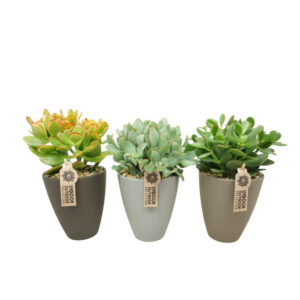 Turdleht P13 ümbrispotis