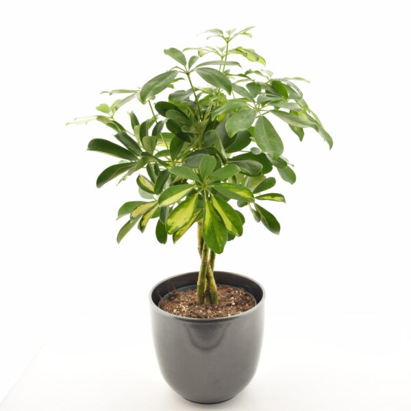 Võra-sõrmlehik 'Gold Capella' P17 põimitud tüvega