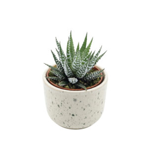 Vöödiline havortia ‘Big Band’ P5,5