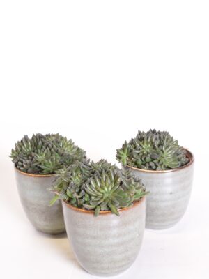 Jünnani siilhari P8,5