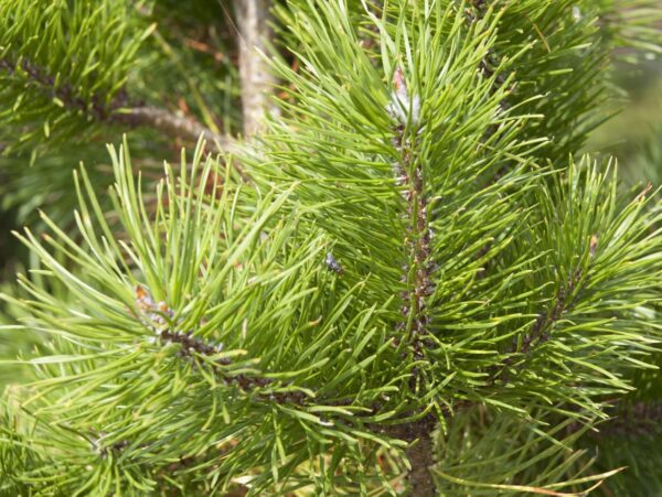 Keerdmänd 'Chief Joseph' P28 60-80cm