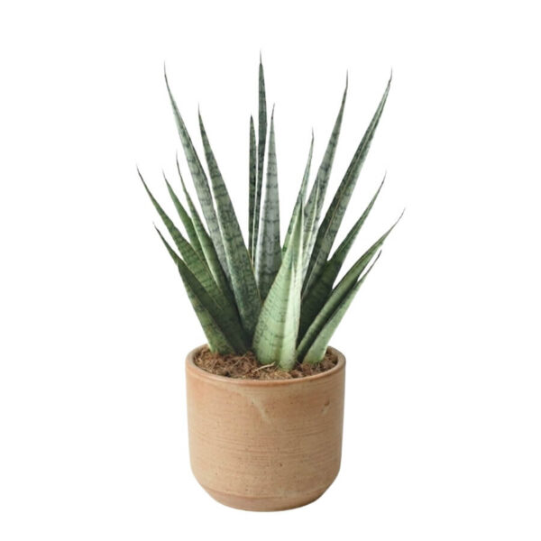 Silinderjas havisaba 'Sem' P12