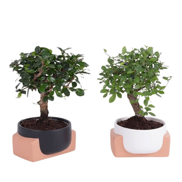Bonsai P13 ümbrispotis