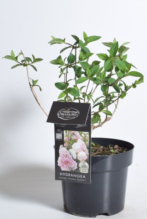 Aedhortensia 'Sundae Fraise' C2 20-30cm