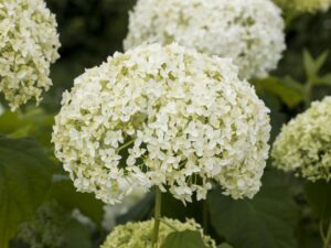 Puishortensia ‘FlowerWOW’® P19