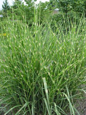 Hiid-siidpööris ‘Strictus’ P17