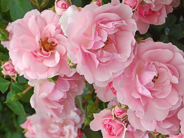 Peenraroos 'Bonica' P17