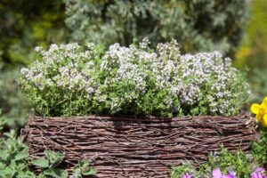 Aed-liivatee (tüümian) ‘Compactus’ P12