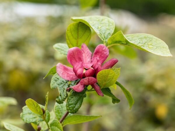 Hiina vürtspõõsas 'Hartlage Wine' P19