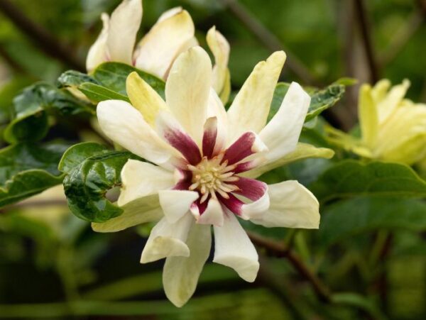 Hiina vürtspõõsas 'Venus' P19