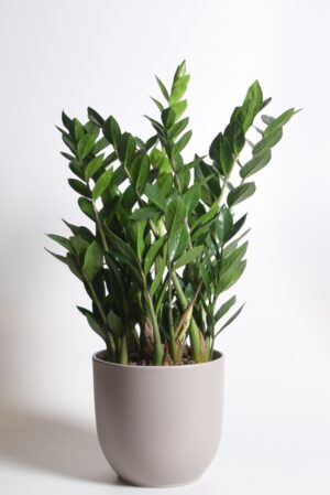 Sulgvõhk P30 60-70cm